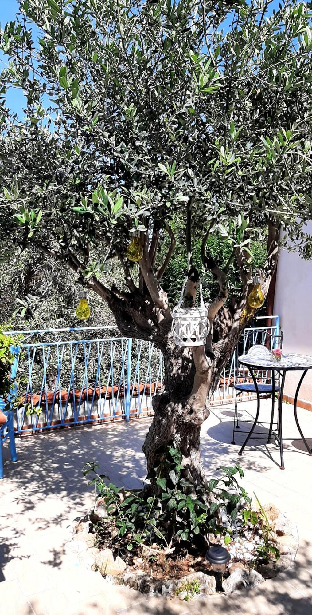Casa vacanze La Casetta Degli Ulivi Palermo